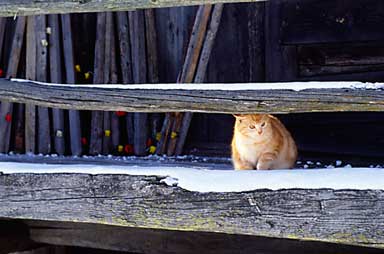 Katze im Heustadl