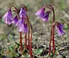 Soldanella