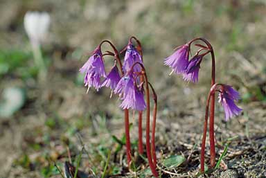 Soldanella